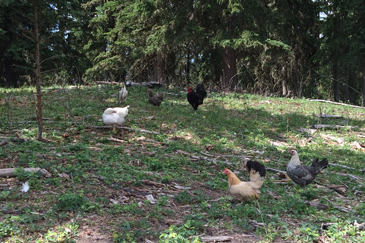 Heritage Chickens at Bioscape Farm