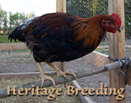 Heritage Breeding