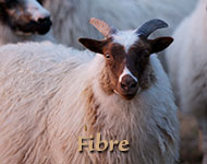 Fibre and Wool Products